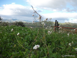 stello di Poira-22-12-2012 09-36-13